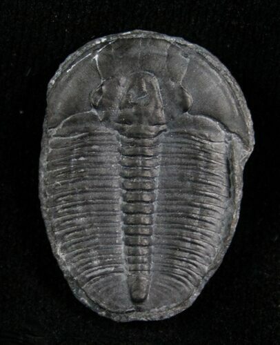 Elrathia Trilobite Fossil - Utah #6703